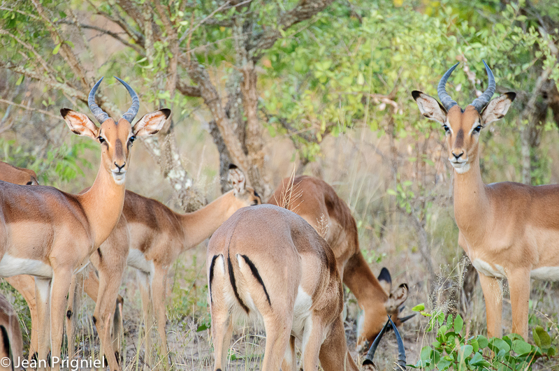 Mlilwane reserve