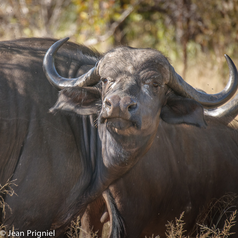 Timbavati reserve