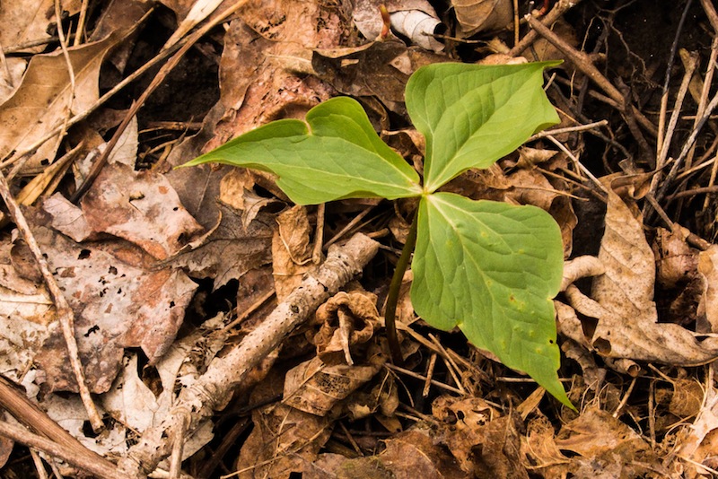 Trillium 1