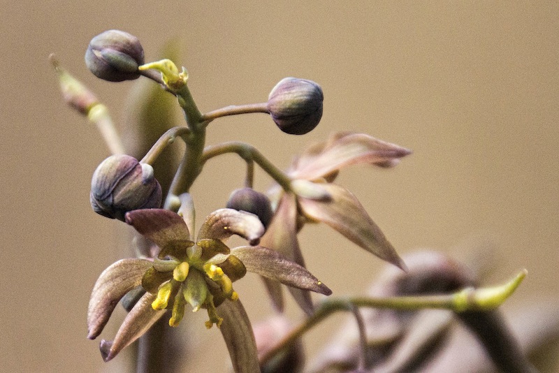 Blue Cohosh 2