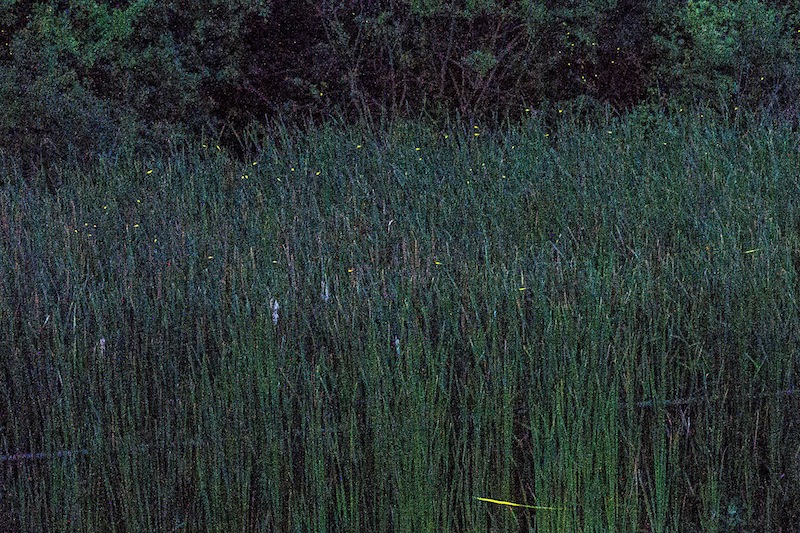 fire flies