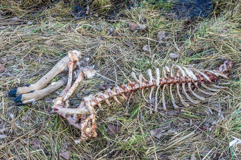 deer remains