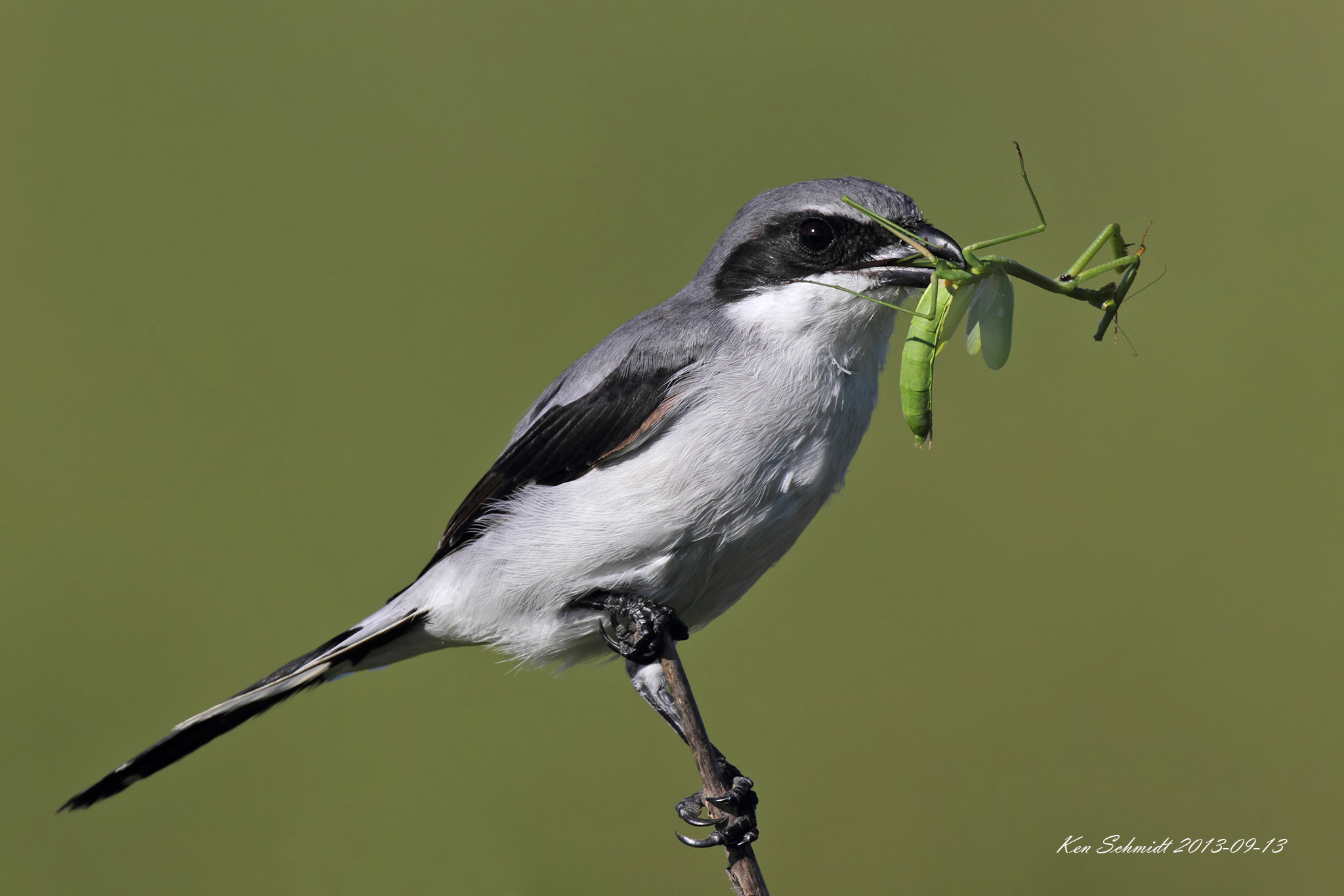 Loggerhead Shrike