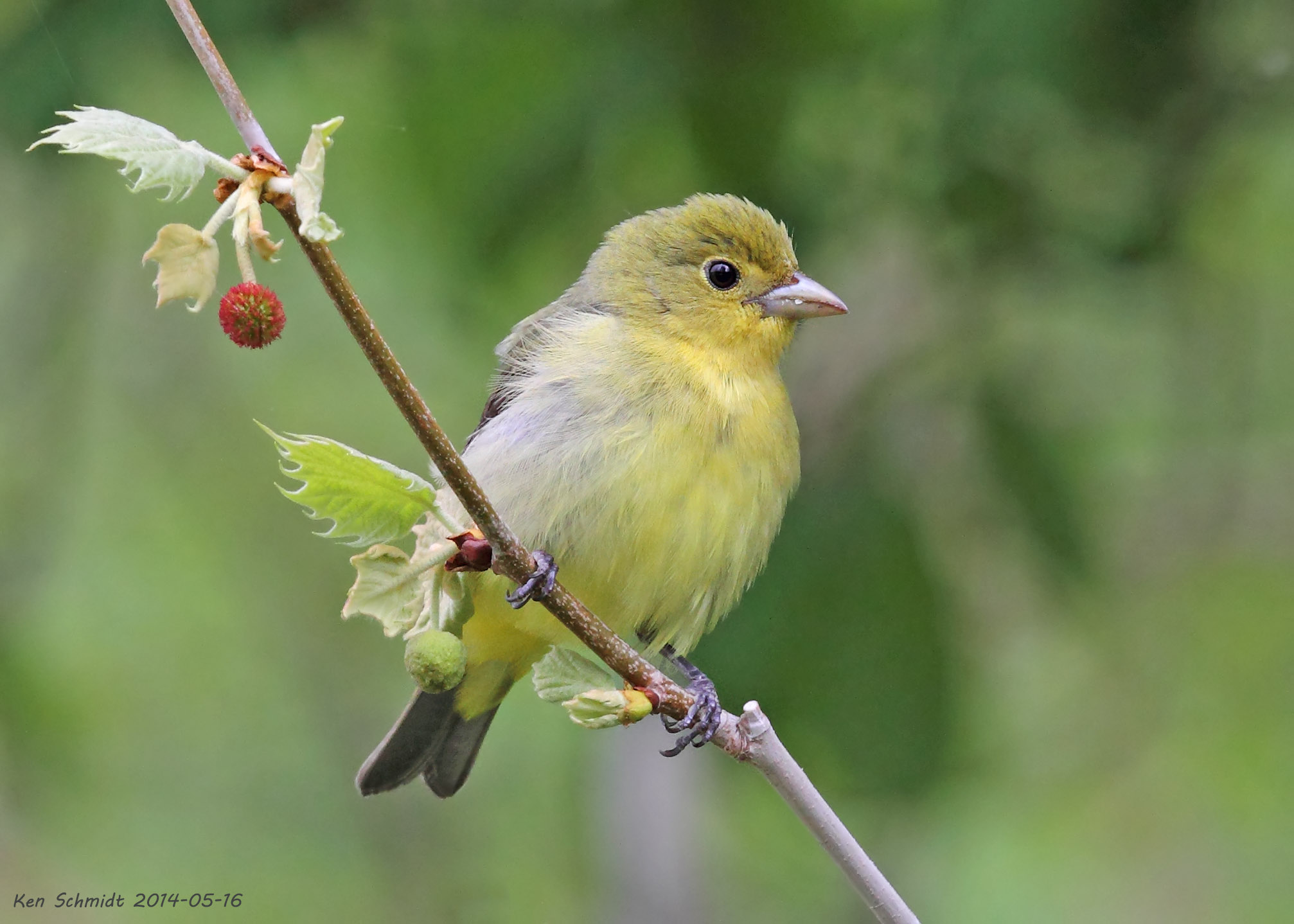 female Scarlet Tanager.jpg