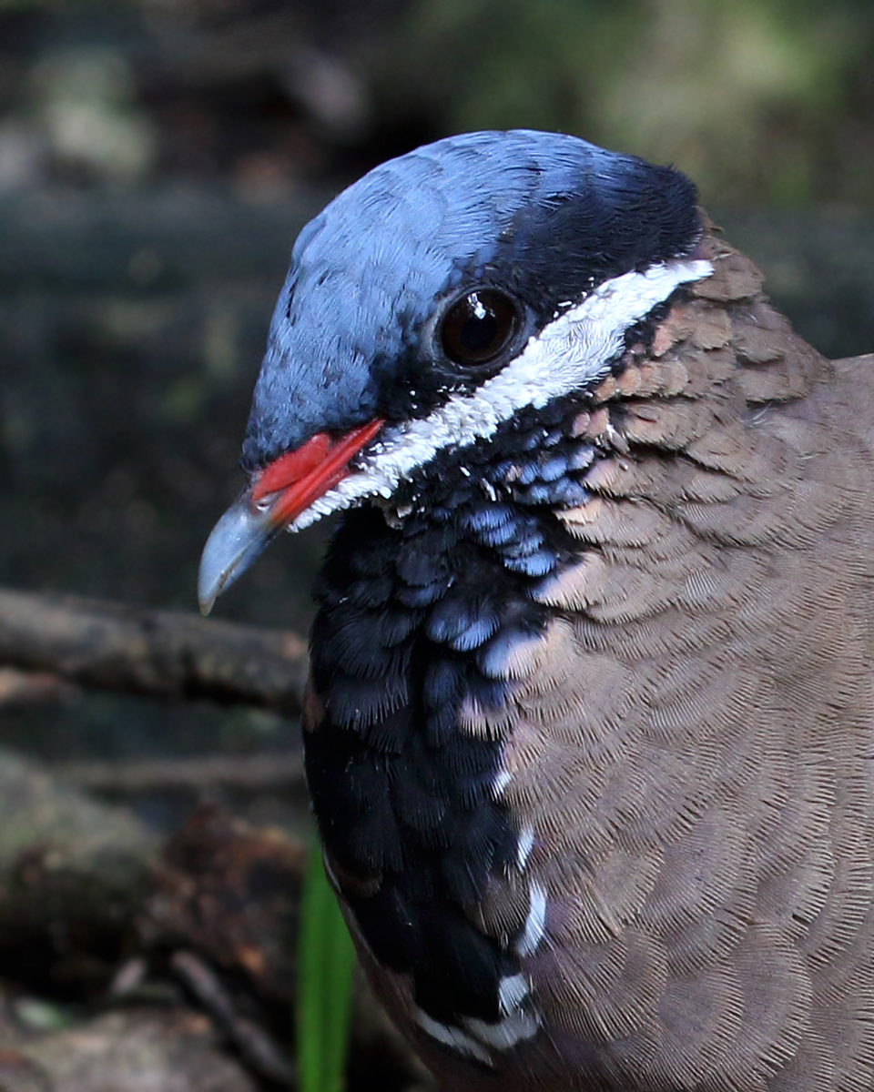 Blue-headed Quail Dove,Endemic