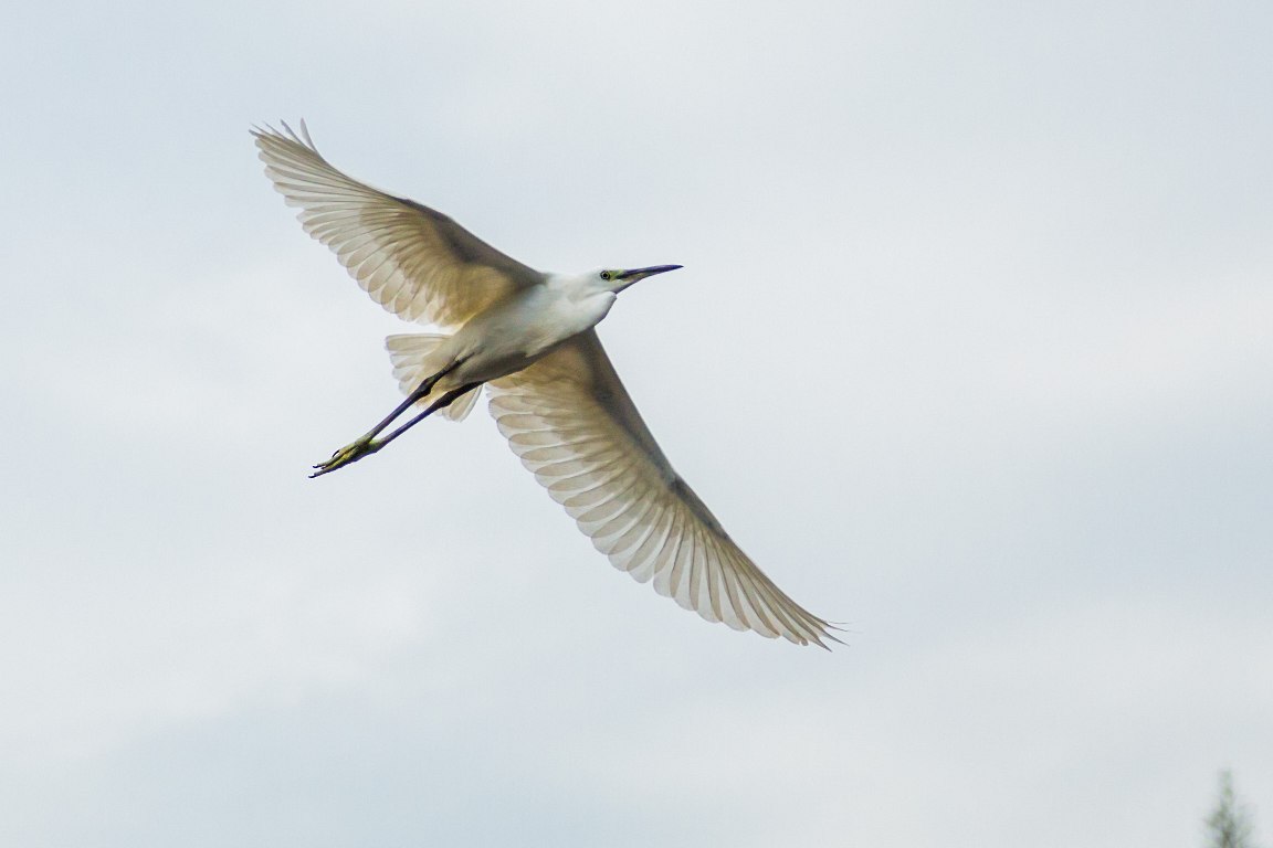 Egret <big>白鷺</big>