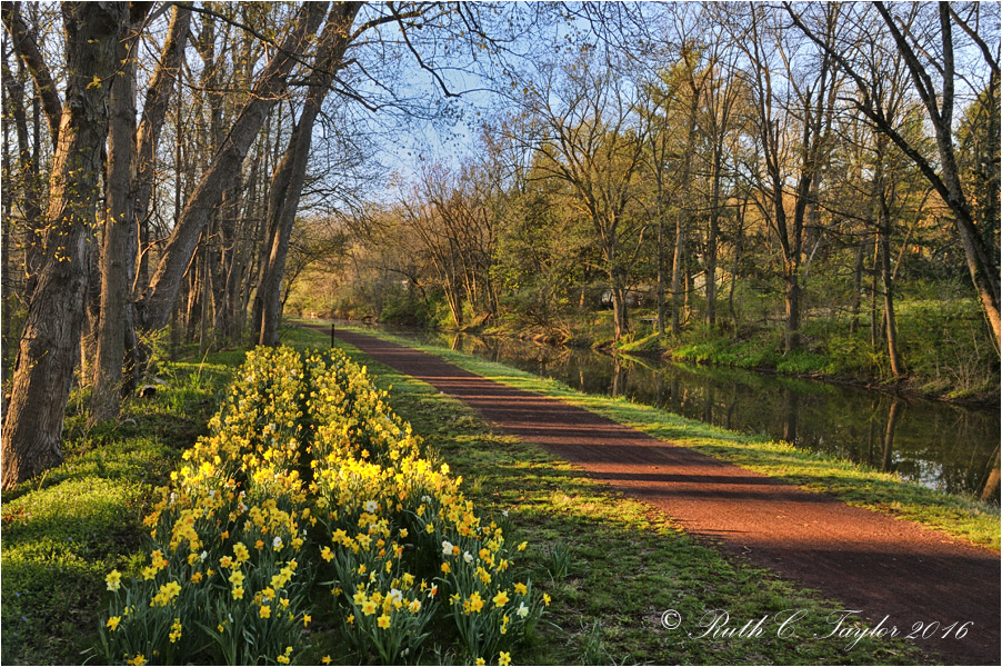Daffodil Path Along the Canal