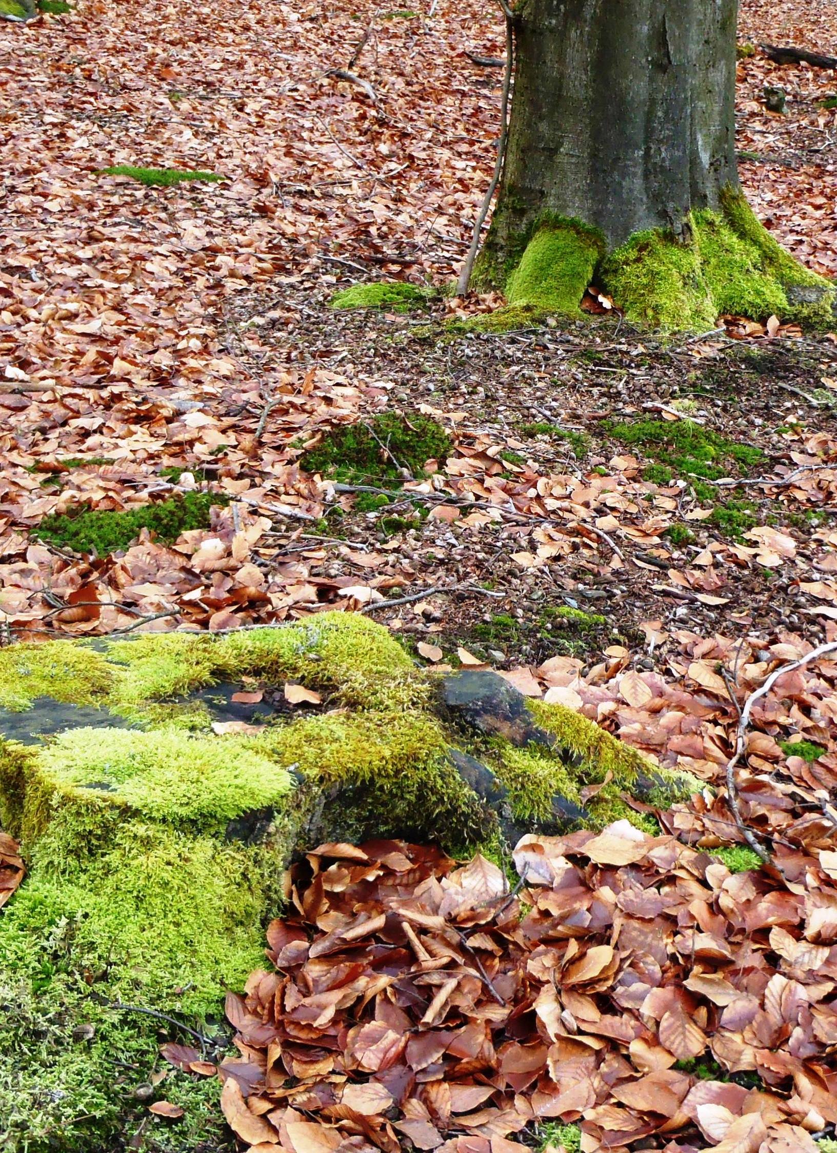 Mossy trunks