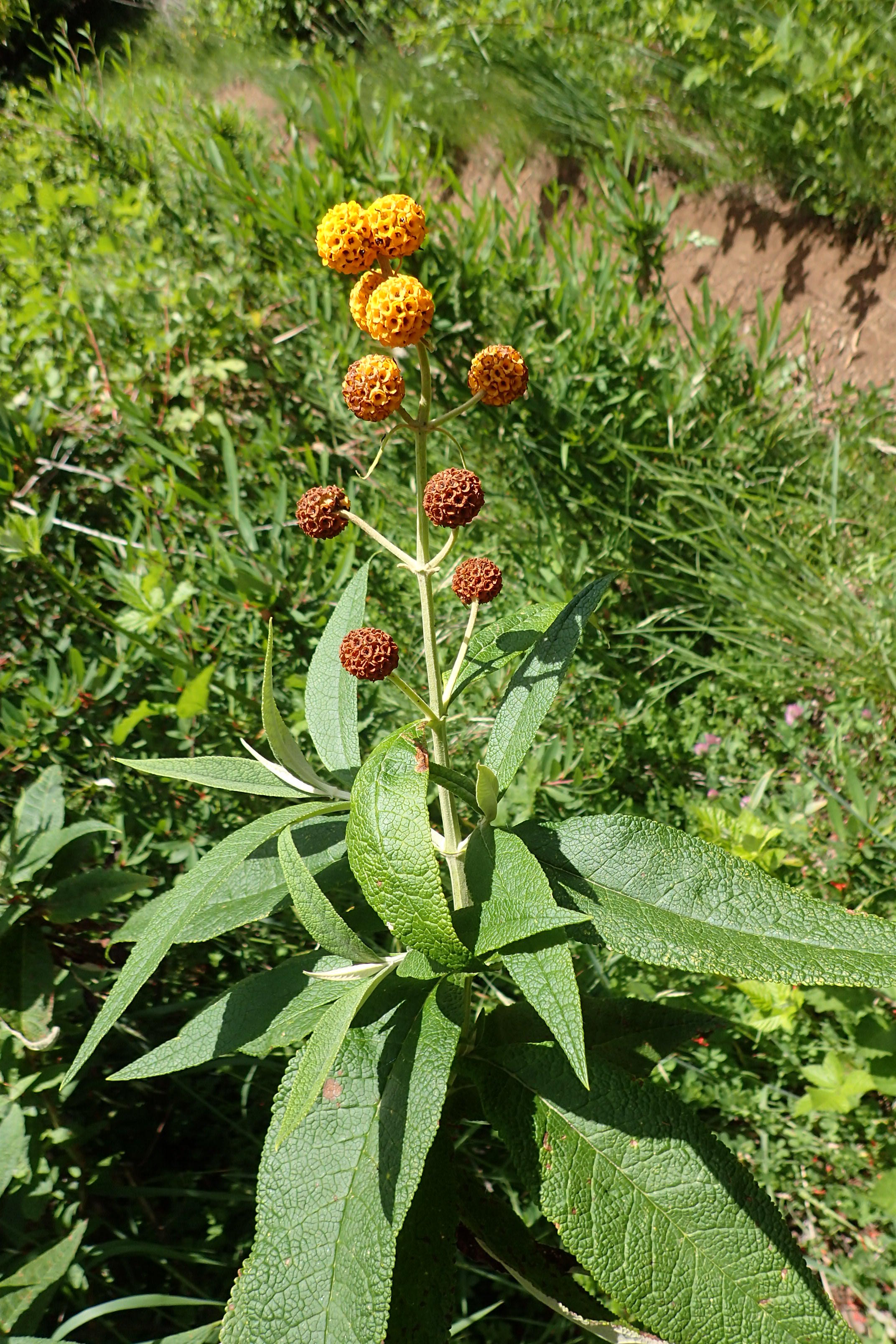 Spherical flowers