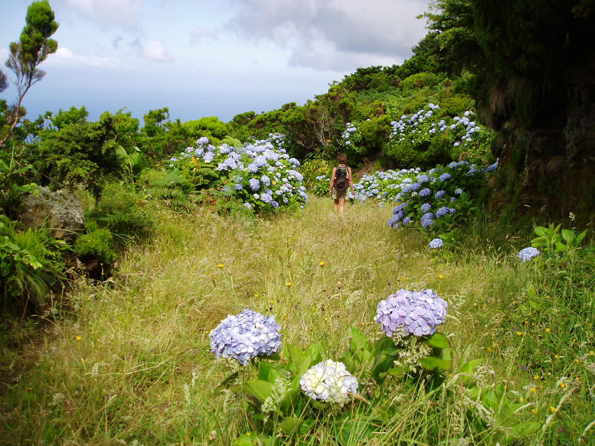 Grassy path with hydrangeas