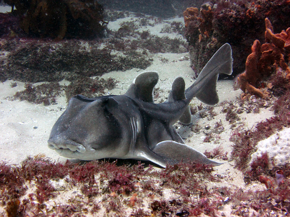 Port Jackson Shark - Nelsons Bay