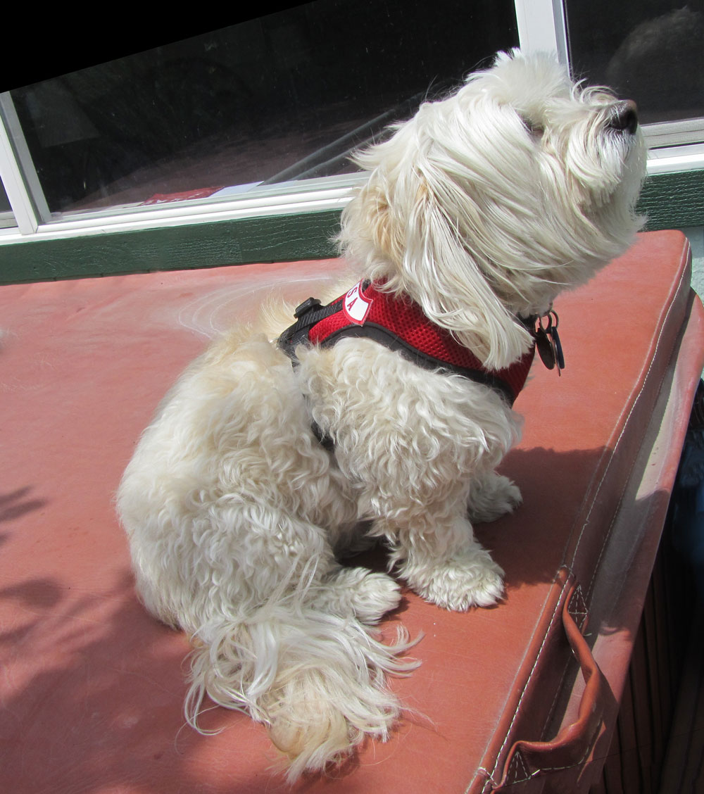 Muffy_ESA_harness-2