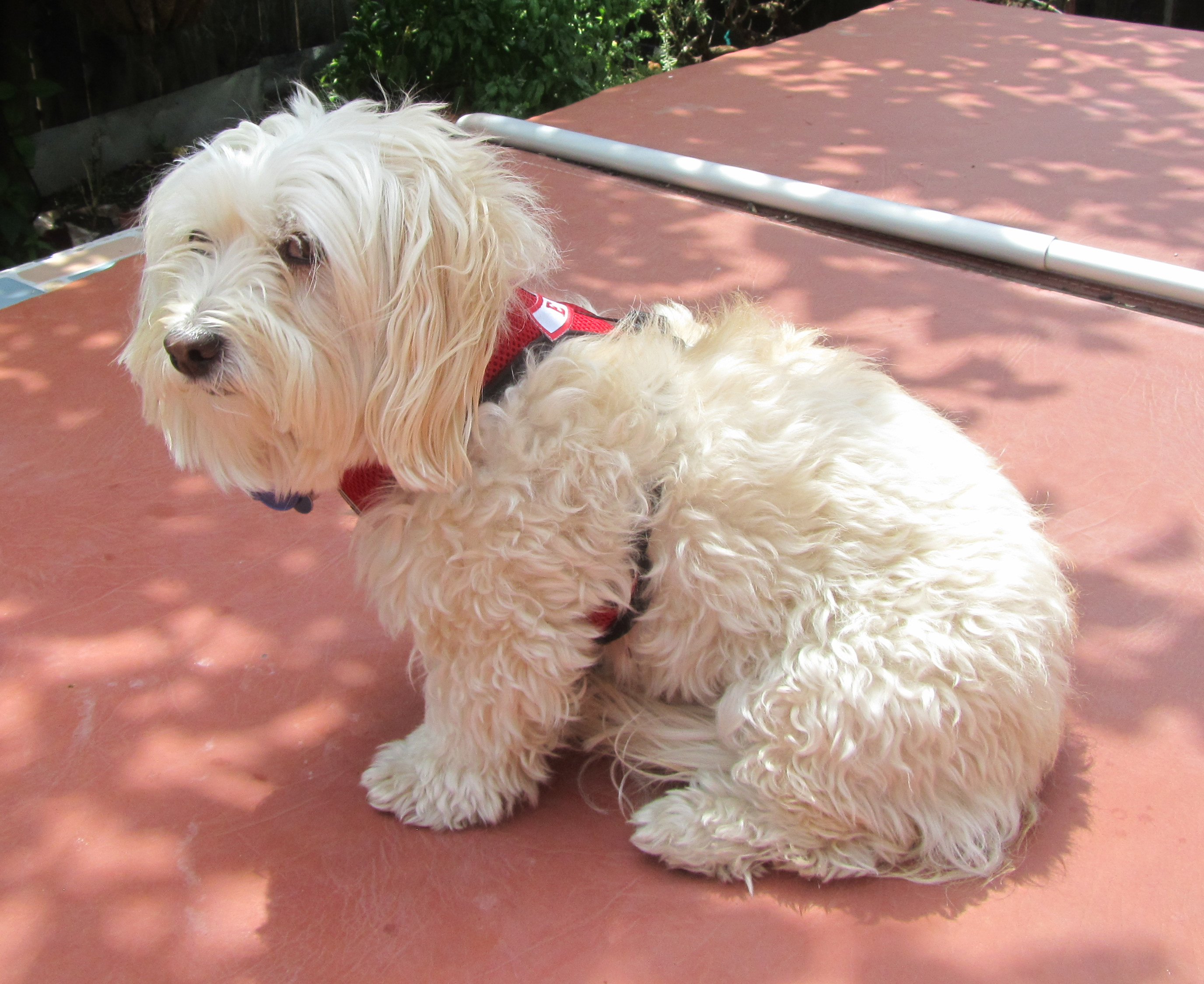 Muffy_ESA_harness-4