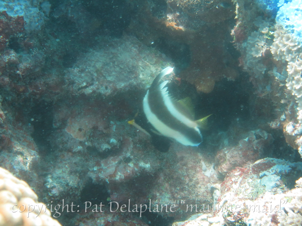 Pennant Fish