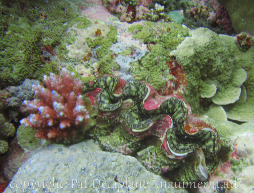 GiantClam3.jpg