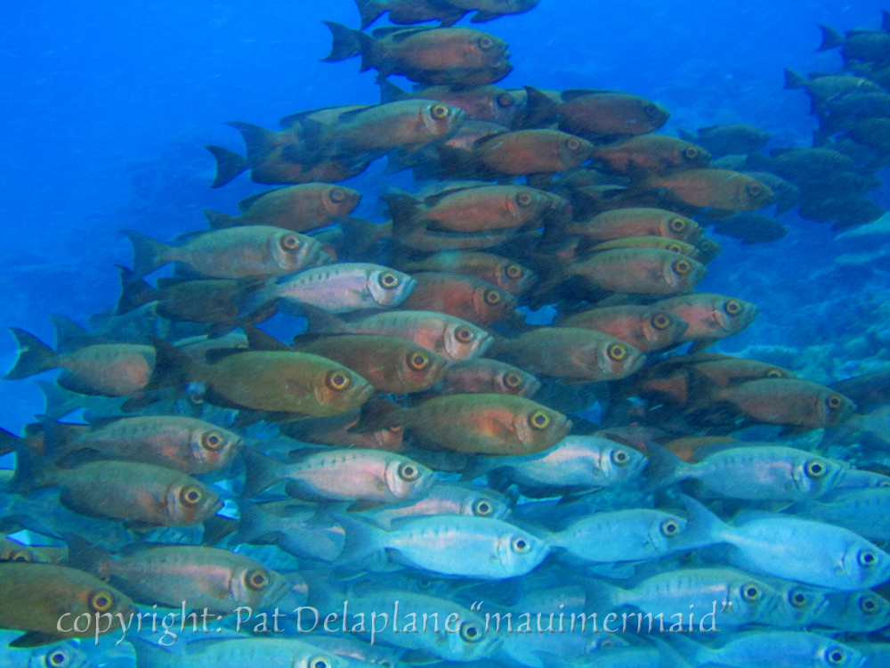schooling fish