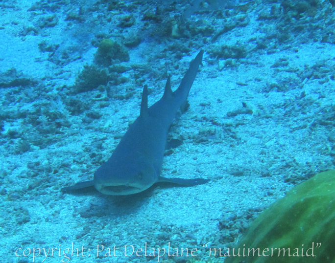 NurseShark1.jpg