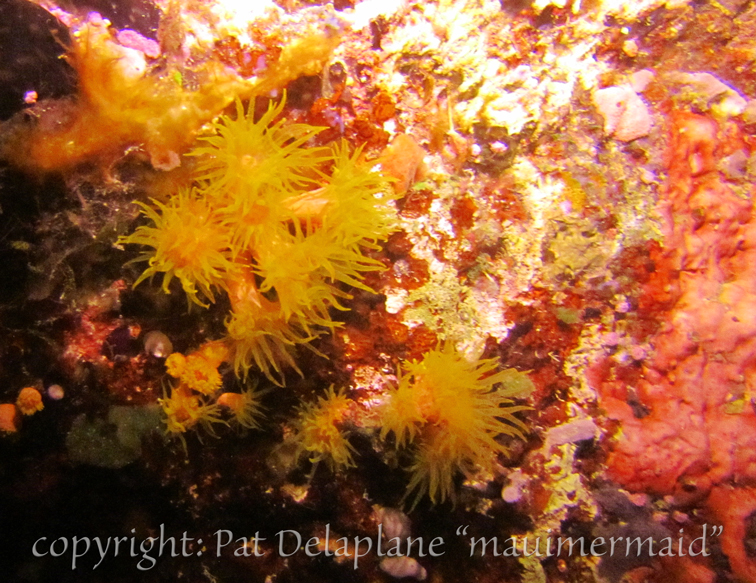 OrangeCupCoral2Night.jpg