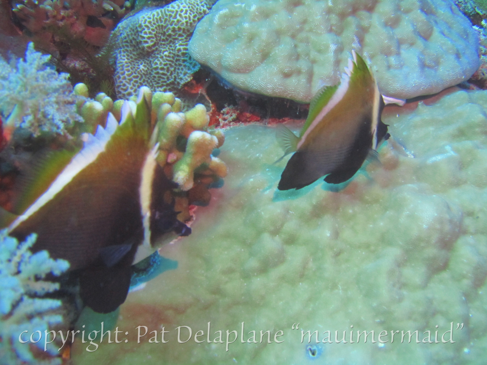 PennantFish.jpg