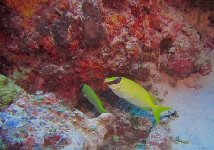 RabbitFish.jpg