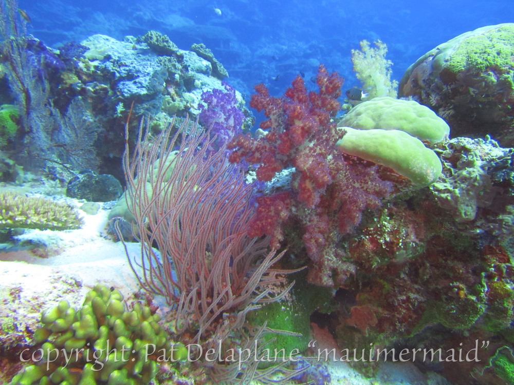 RedWhipCoral1.jpg