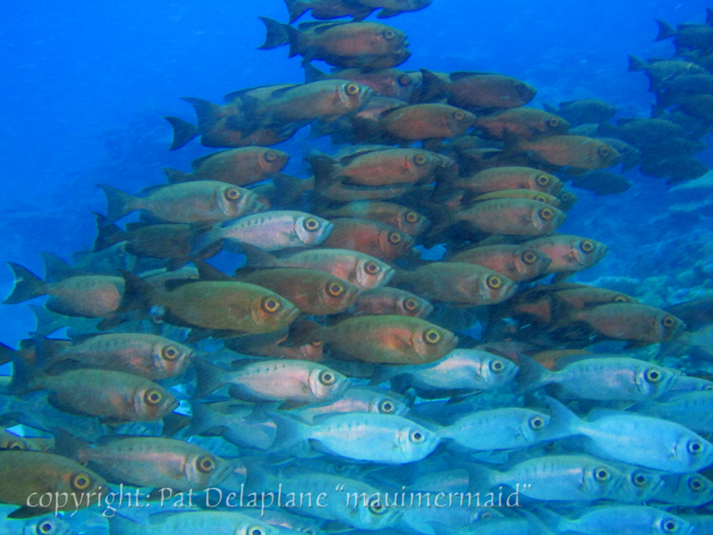 ScoolingFish2.jpg
