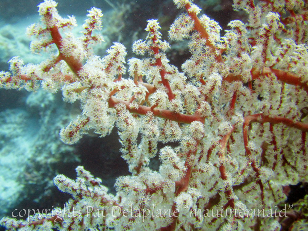 Softcoral4.jpg