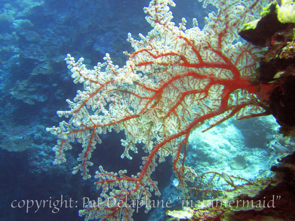 Softcoral5.jpg