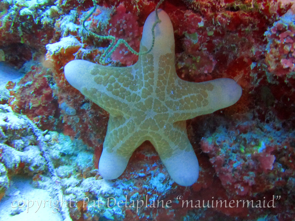 Starfish.jpg