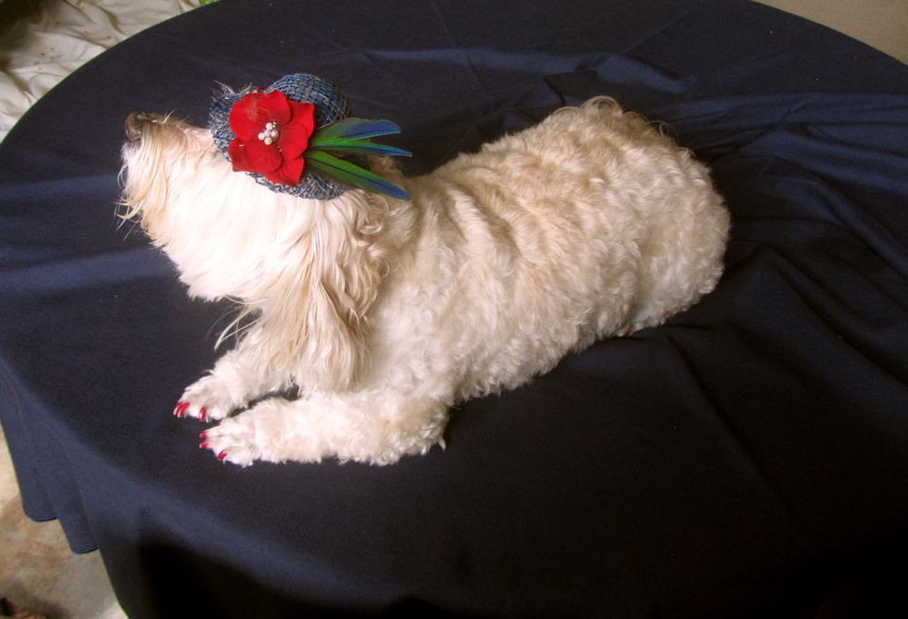 MuffyWithHat-20140815_03.jpg