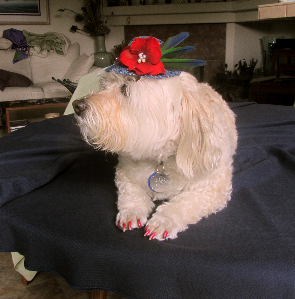 MuffyWithHat-20140815_05.jpg