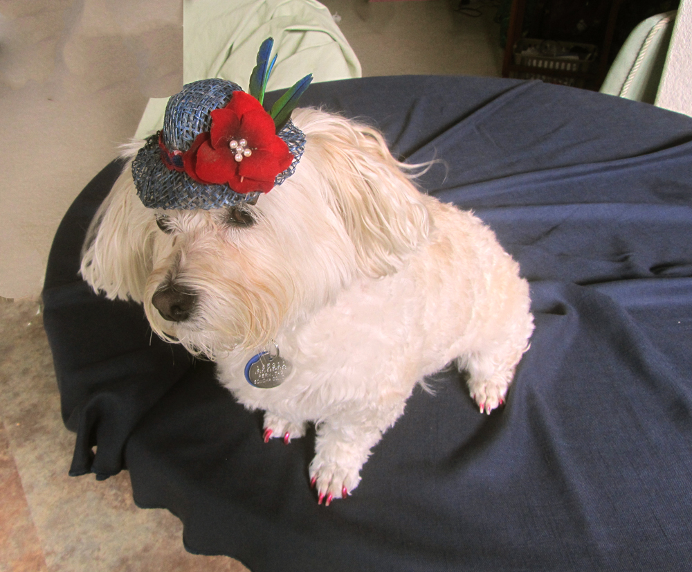 MuffyWithHat-20140815_11.jpg