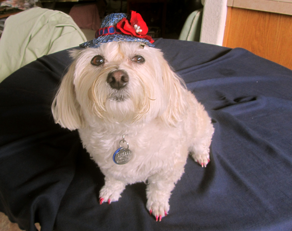 MuffyWithHat-20140815_12.jpg
