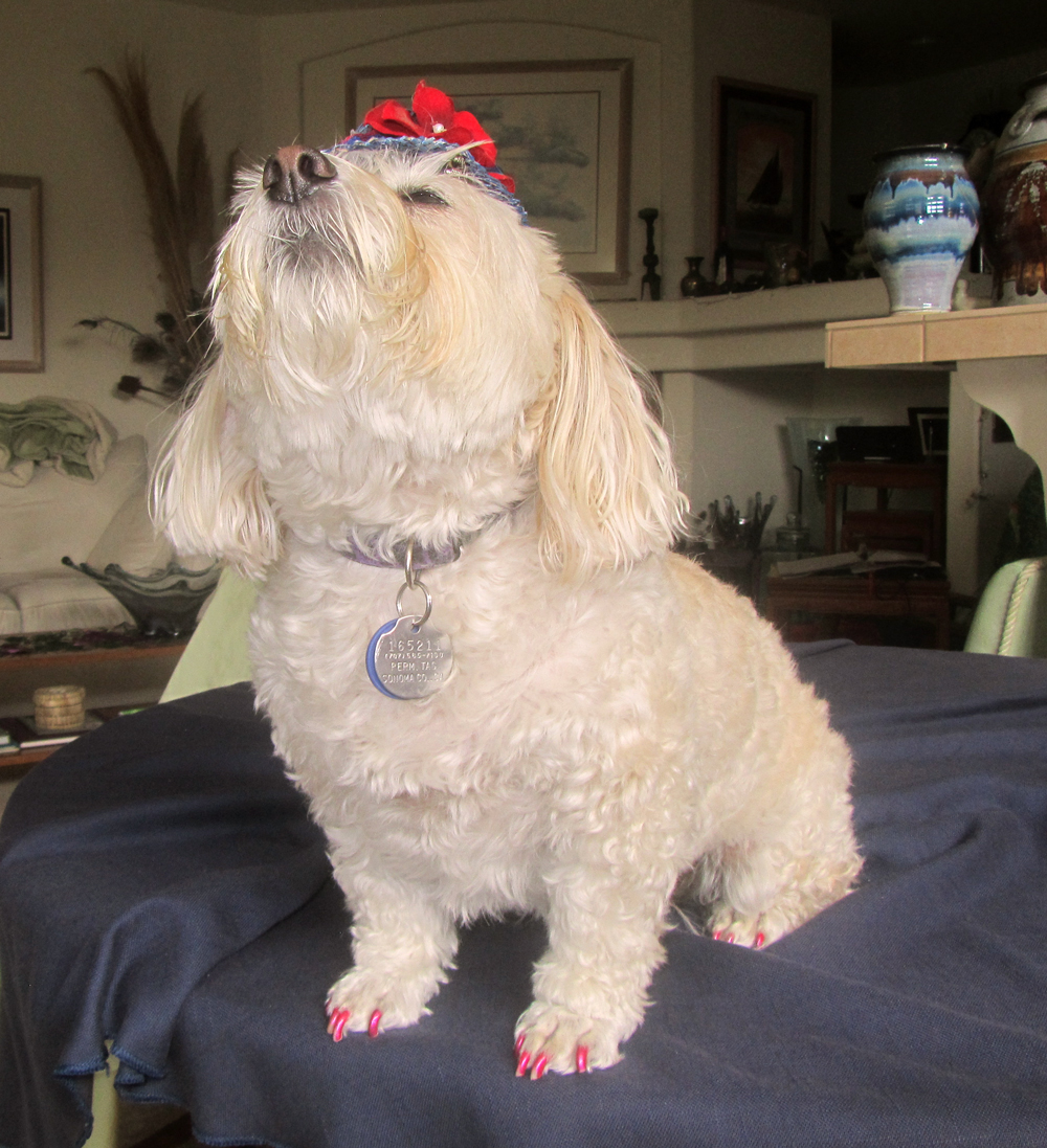 MuffyWithHat-20140815_08.jpg