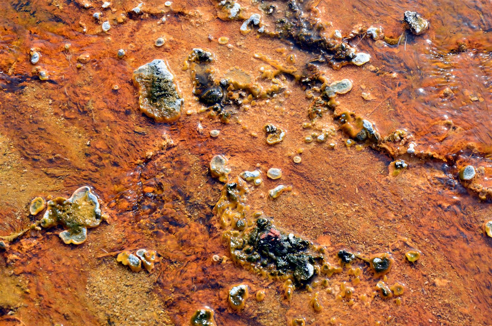 Bacteria Mat in the runoff from the hot springs