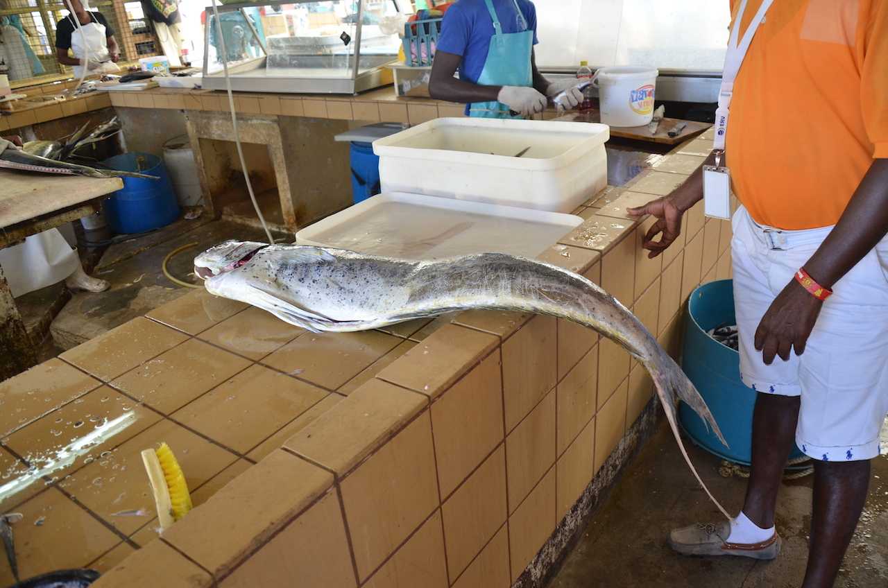 A large Mahi Mahi at the Market