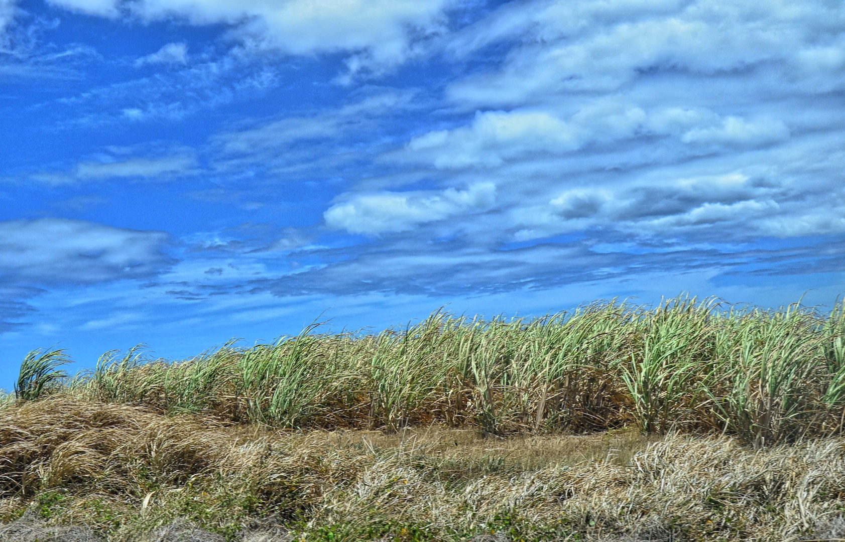Sugarcane field