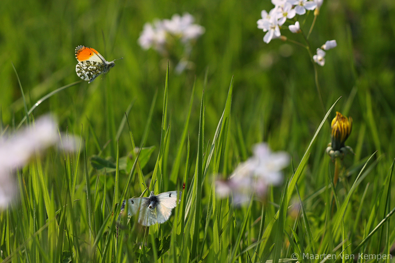 Orange tip <BR>(Anthocharis cardamines)