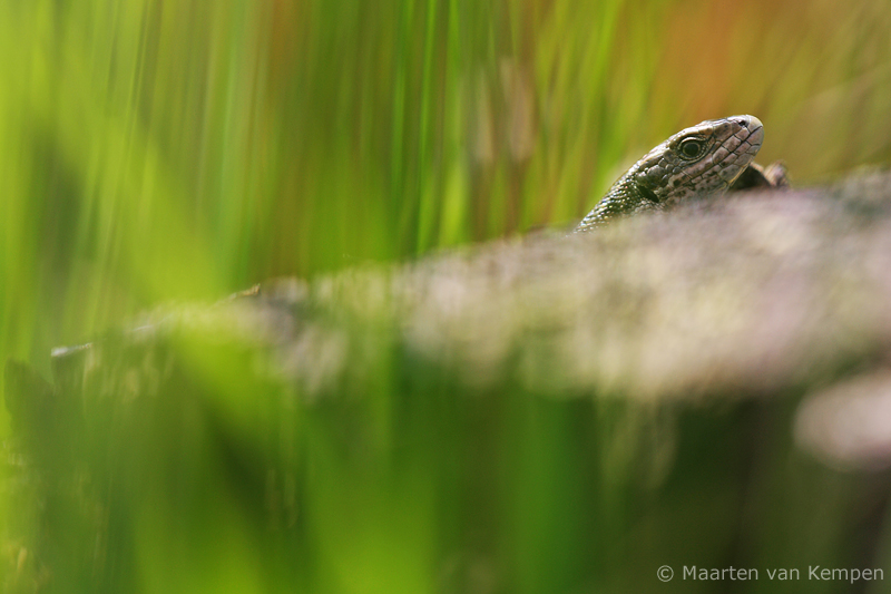 Viviparous lizard <BR>(Zootoca vivipara)