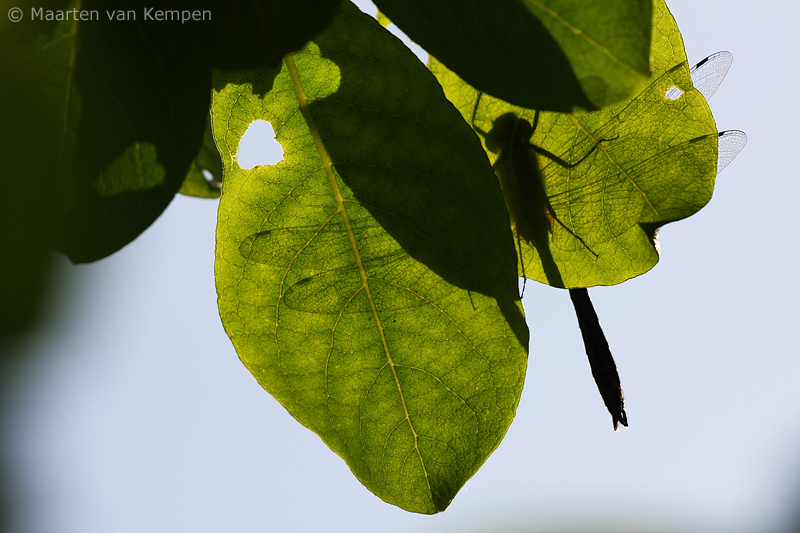 Downy emerald <BR>(Cordulia aenea)