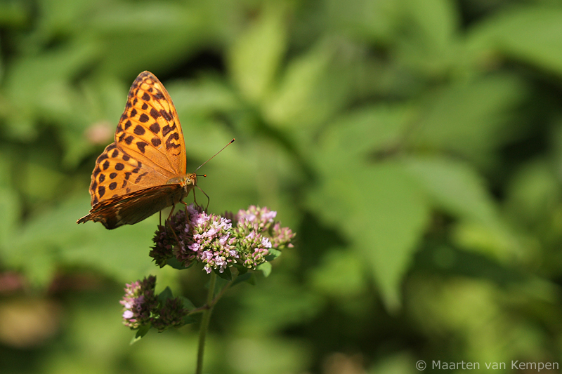 Silver-washed fritillary <BR>(Argynnis paphia)