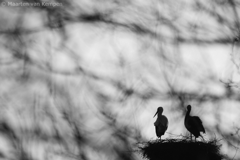 White stork <BR>(Ciconia ciconia)