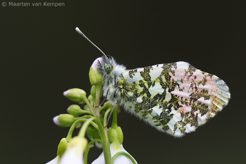 Orange tip <BR>(Anthocharis cardamines)