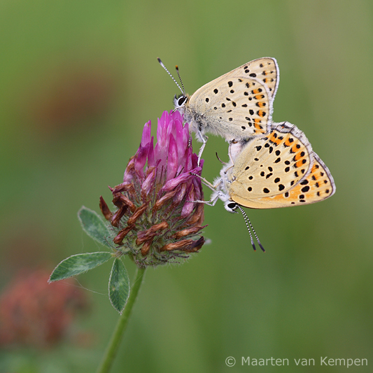 Sooty copper<BR>(Lycaena tityrus)