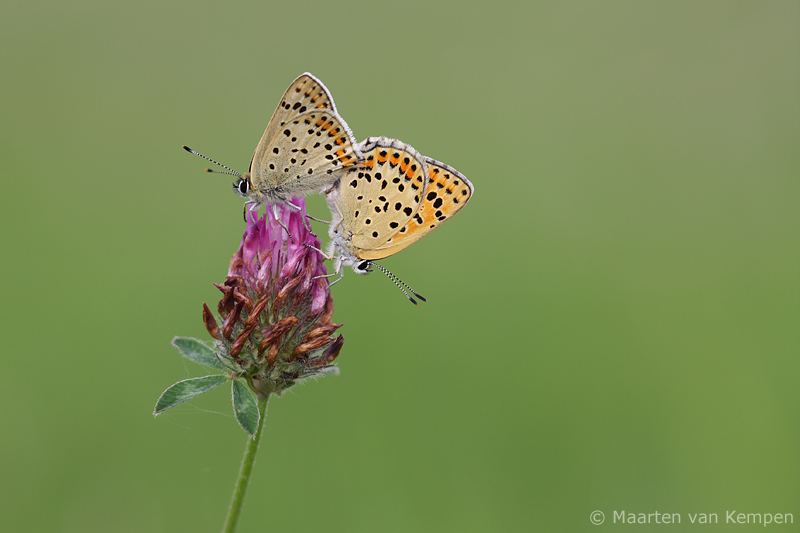 Sooty copper<BR>(Lycaena tityrus)