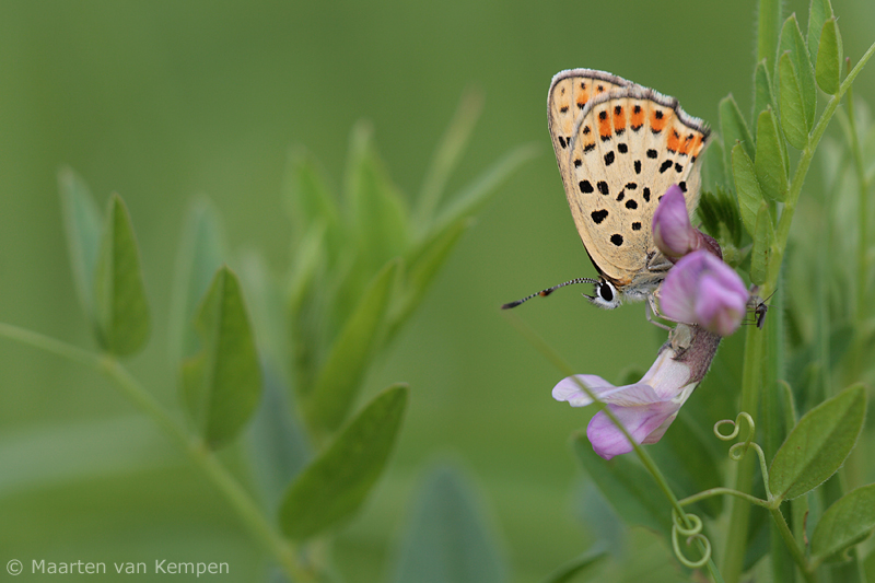 Sooty copper<BR>(Lycaena tityrus)