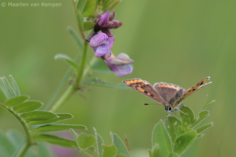 Sooty copper<BR>(Lycaena tityrus)