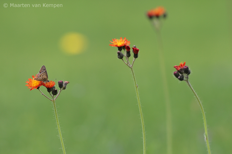 Sooty copper<BR>(Lycaena tityrus)