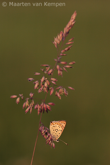 Sooty copper<BR>(Lycaena tityrus)