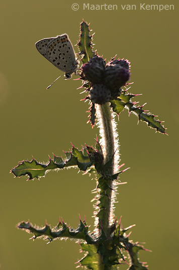 Sooty copper<BR>(Lycaena tityrus)